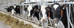 Half a dozen dairy cows take a break from eating to look at the camera at the Ontario Dairy Research Centre in Elora.