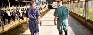 Two men walking beside cows in a factory farm