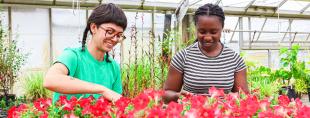 Two Ridgetown Campus students standing near baskets of flowers, closely examining the blooms. The two students are paying great attention to detail and care for the plants.