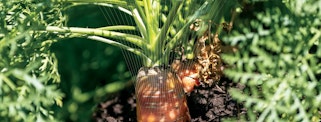 Close-up of a bright orange carrot with green top poking out of the soil, conveying growth