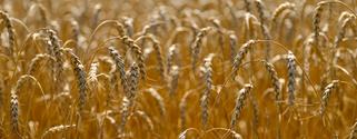 Close up of wheat growing in a field