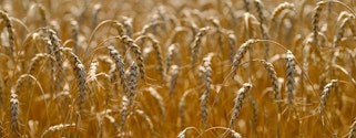 Close up of wheat growing in a field