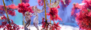Seahorses swimming in an aquarium surrounded by red flowers.