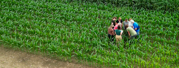 graduate students in a field, looking at crops, the photo is taken by a drone overhead