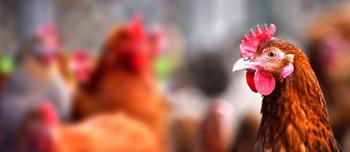Close up of a chicken with other chickens blurred in the background