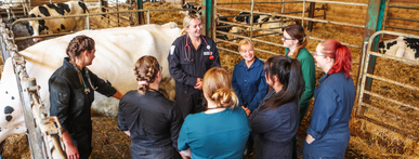 Six Veterinary Assistant and Office Administration students gathered around their professor in a dairy barn