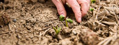 A person's hand gently touching small, sprouting plants in soil.