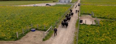 Aerial view of lush pasture and one man leading a dozen beef cattle toward it on a path