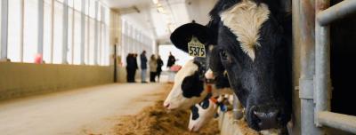 A dairy cow eyes the camera in an indoor, modern barn while a tour group stands in the distance