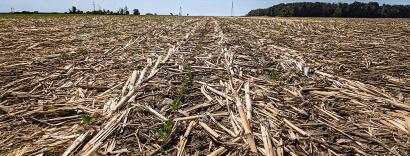 Panoramic view of a harvested corn field with stubble remaining, flanked by power lines and a forest under a clear sky.