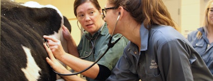 DVM Student receiving instruction from Instructor