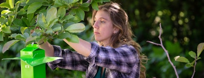 Woman in plaid shirt hangs green nest box on a leafy branch.