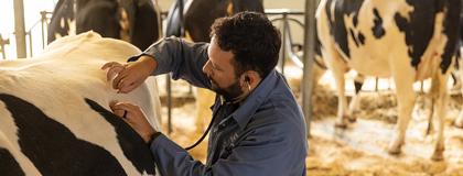 University of Guelph Doctor of Veterinary Medicine student caring for a cow.jpg