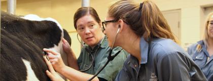 Vet and student standing beside a cow with the student holding a stethoscope to the side of the cow.