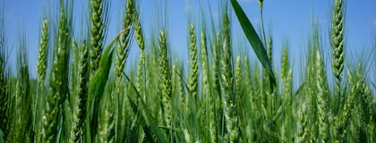 Closeup of a plot of wheat