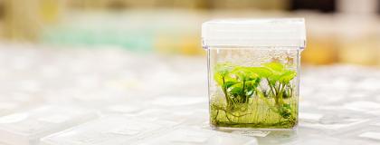 Potato plant in a tiny clear jar