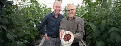 Dr. Peter Pauls and Tom Smith smiling in a greenhouse, one holding a bag of beans, surrounded by lush green plants.