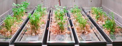 Growing plants at the Controlled Environment Systems Research Facility