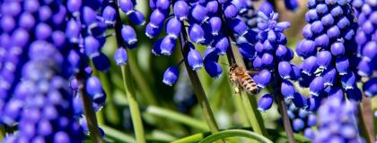 Closeup of a bee feeding on purple flowers.