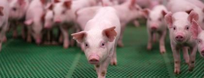 Several pigs on a green mesh floor in a barn.