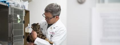 Vet consoles injured cat