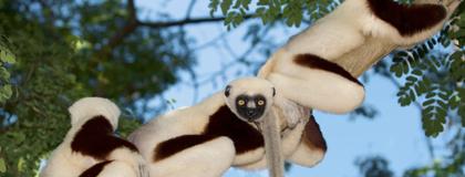 lemurs