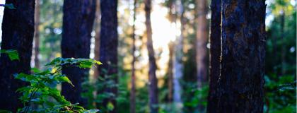 Light filters in through a forest with bright green foliage.
