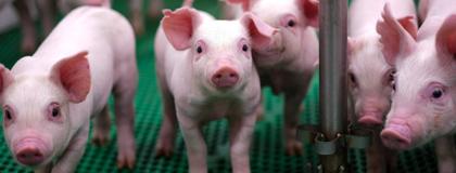 A group of piglets standing at the Ontario Swine Research Centre