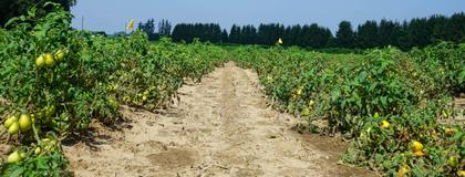 Row of tomato plants with green tomatoes in a field with a blue sky
