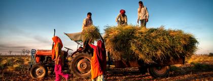 Family harvesting crops near Jaipur, India