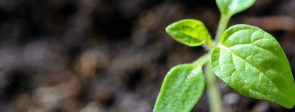 photo of a leaf growing in soil