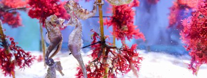 Image of seahorses in lab