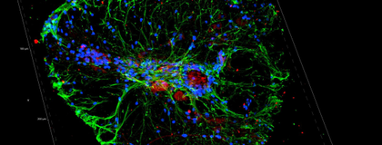 Image of 3D snapshot of zebrafish spinal chord