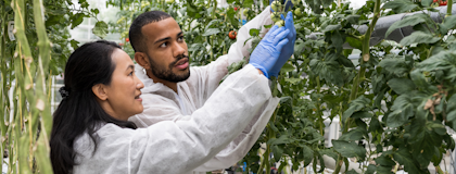 two scientists inspecting a fruit plant in a greenhouse. they are wearing lab coats and protective gloves