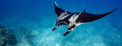 A manta ray swimming in the ocean.