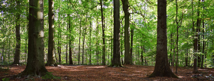 A forest with tall trees and green leaves.