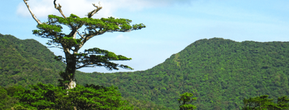A single tree in a vibrant green forest.