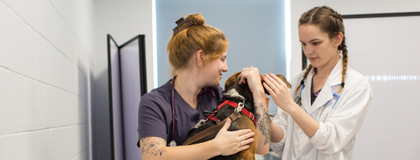 Two Ridgetown Campus veterinary professionals examine a beagle on a table in an animal care clinic.