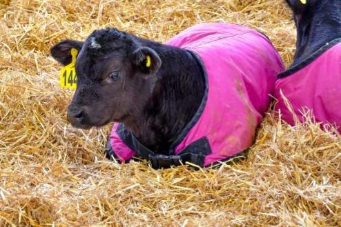 A small beef calf is laying on straw and is wrapped in a blanket-like coat