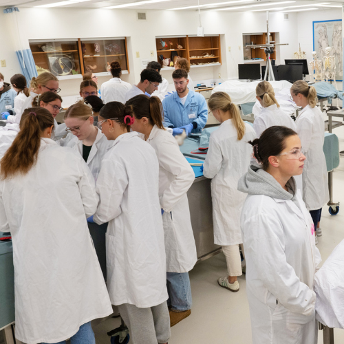 Students working together in the human anatomy lab.