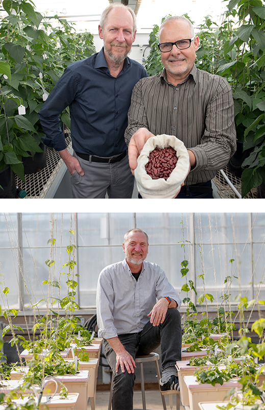 Top - Peter Pauls (left) and Tom Smith (right) with Red Kidney beans surrounded by growing bean plants. Bottom - Tom Michaels sitting among young greenhouse beans