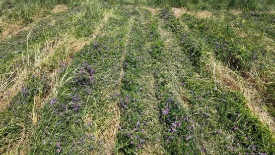 A field with scattered purple wildflowers and patches of green and brown grass.