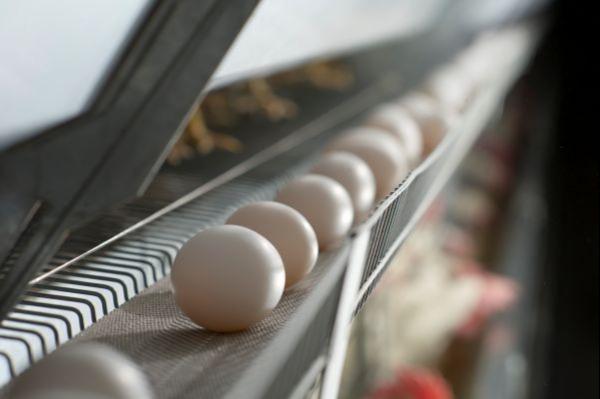 Whole eggs on a conveyer belt