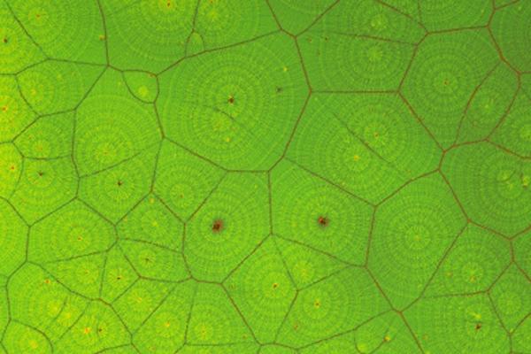 pattern formation in the deposition of poly(ethylene oxide) film