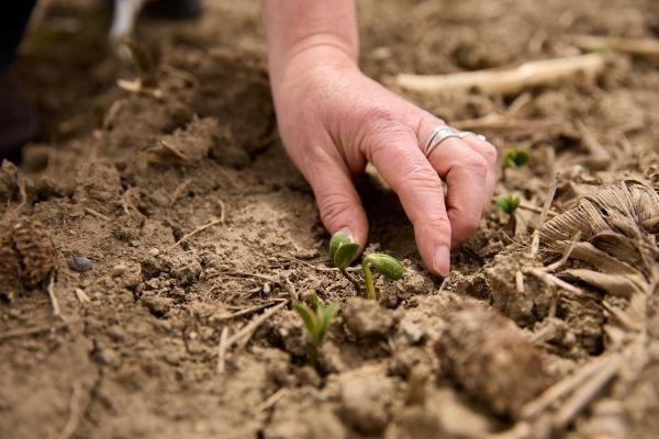 A hand poised near a seedling, surrounded by soil