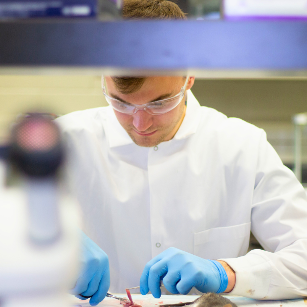 Student dissecting a rat in the lab