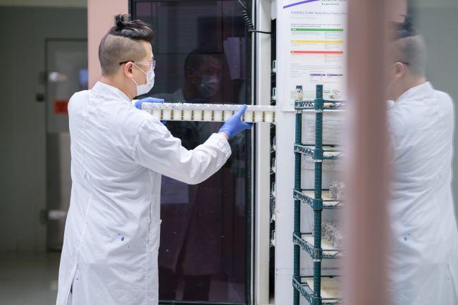 A laboratory staff member, wearing a lab coat, face mask and gloves, slides a tray of small milk samples into a fridge