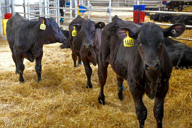 Three beef calves stand in in straw at and look at the camera