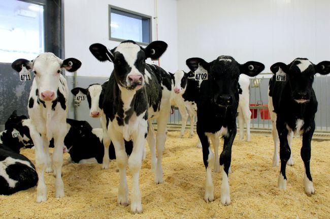 Four young dairy calves stand inside the Ontario Dairy Research Centre and look at the camera