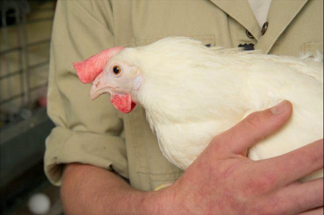 A farmer's arm is visible holding a laying chicken against his chest